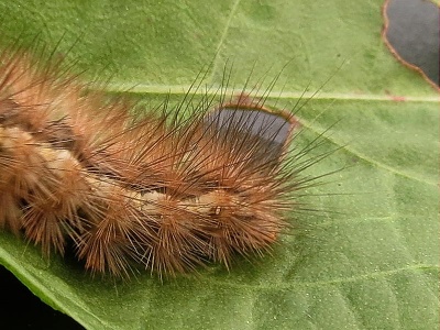buff ermine (Spilosoma luteum) larva, detail - Kenneth Noble